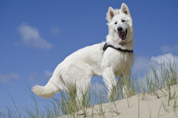 Swiss White Shepard