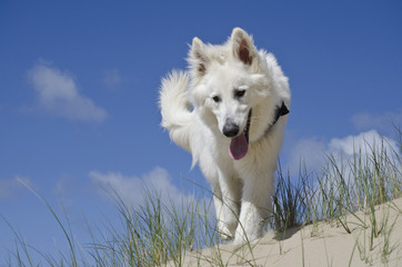 Swiss White Shepard