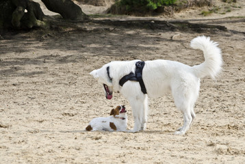 Fototapeta premium Swiss White Shepard