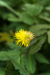 yellow flower of water sensitive plant