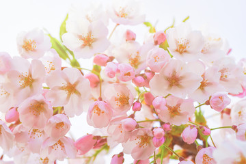 Tender Sakura or cherry tree flowers blossom in springtime Vilnius
