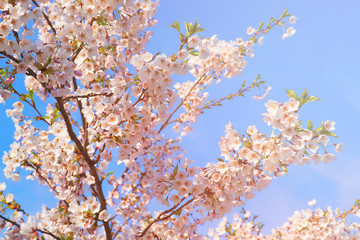 Sakura or cherry tree flowers blooming in spring blue spring