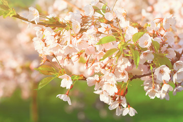 Sakura cherry tree pink flowers blossom in springtime green spring