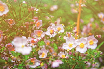 Pink garden flowers in Lauterbrunnen valley in Bern Switzerland summer