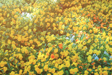 Fototapeta na wymiar Bright yellow pansies in big flowerbed spring