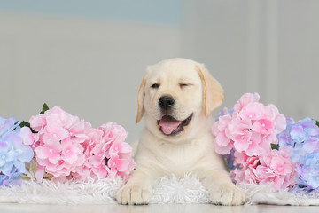 Labrador puppy with flowers