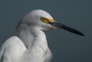 Snowy Egret Sarasota Florida