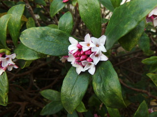 赤い沈丁花の花