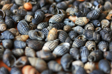 Gray seashells on the table