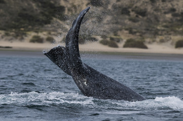 Fototapeta premium Southern Right Whale tail, Patagonia, Argentina