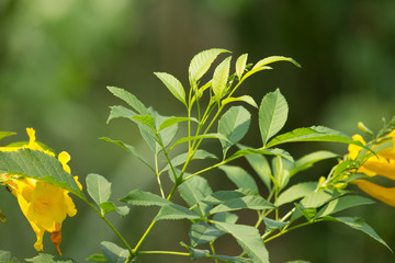 Close up of Green Leaf of Yellow elder flower