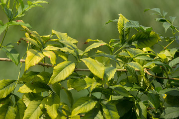 Close up of Green Leaf of Yellow elder flower