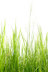 Obraz premium Grass isolated on white background.