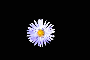 Flower isolated on black