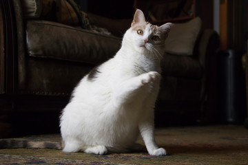 Funny confused cat with a lifted paw