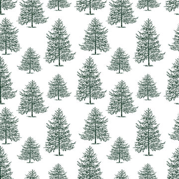 Seamless background of the fir trees