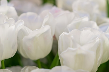 Obraz premium floral background of white tulips