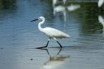 Little Egret bird