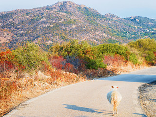 Sheep running on road in Sardinia