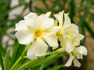 Fototapeta premium Yellow Sweet Oleander flower.