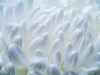 Close up of white flower.