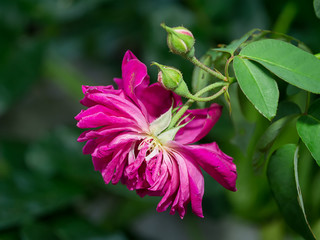 Obraz premium Dark pink of Damask Rose flower.