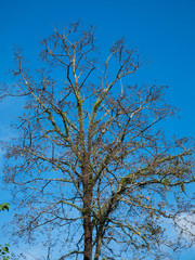 Tree and blue sky