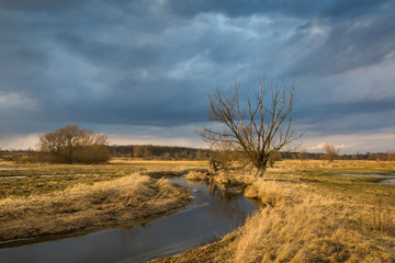 Fototapeta na wymiar Landscape with tree and Jeziorka river at sunny day somewhere on Masovia, Poland