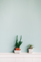 Tillandsia and Cactus in small pot on pastel blue wall background