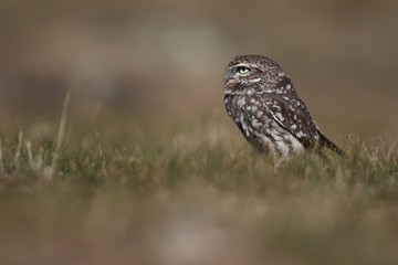 Little owl hunts into the ground