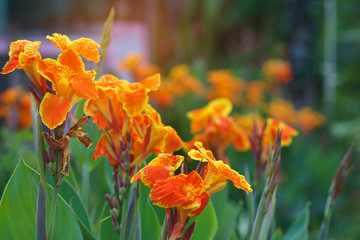 Orange canna lilly field for fresh nature wallpaper and background.