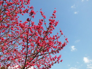 桜の木　青空をバックに