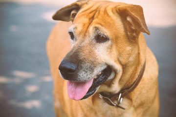 Portrait dog sitting and looking somethink.