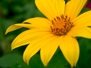 Yellow Mexican sunflower