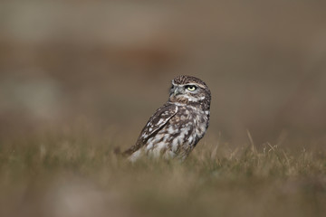 Little owl hunts into the ground