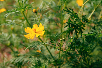 Yellow Cosmos, Sulfer Cosmo on sunny day close up shot