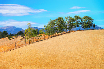 Fototapeta na wymiar Rural landscape in Villasor Cagliari South Sardinia