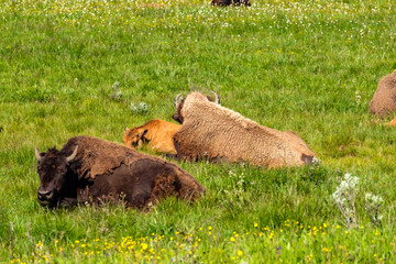 American bison family in Yellowstone © haveseen