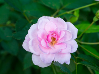 Naklejka premium Beautiful pink rose in a garden