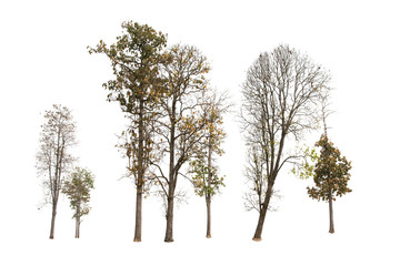 Tree group isolated on white background.