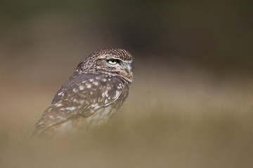 Little owl hunts into the ground
