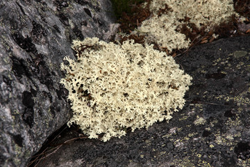 Stones covered with lichens in Dovrefjell National Park, Norway