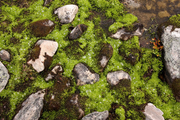 Stones covered with lichens in Dovrefjell National Park, Norway