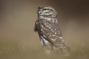 Little owl hunts into the ground