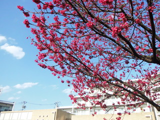 濃紅色の桜の花と青空