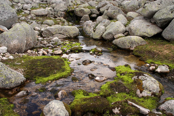 Naklejka na ściany i meble Stones covered with lichens in Dovrefjell National Park, Norway