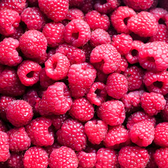 square delicious natural background of many ripe juicy red fragrant raspberry berries