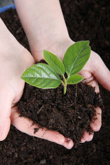young plant in hands ready for planting