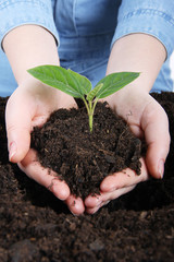 young plant in hands ready for planting