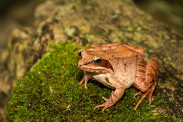 A Wood Frog on a moss covered stone in Connecticut